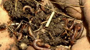 Organic Matter
